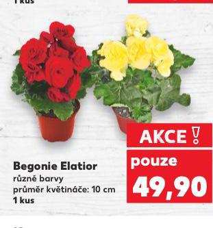 BEGONIE ELATIOR