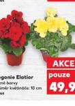 BEGONIE ELATIOR