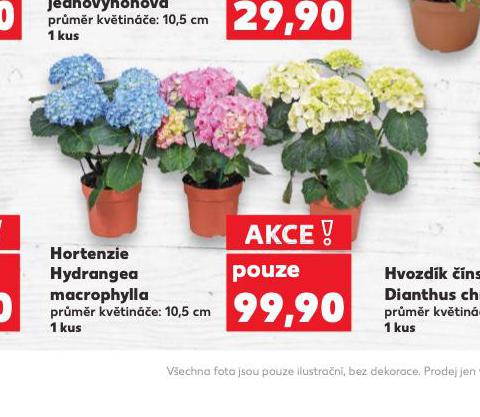 HORTENZIE