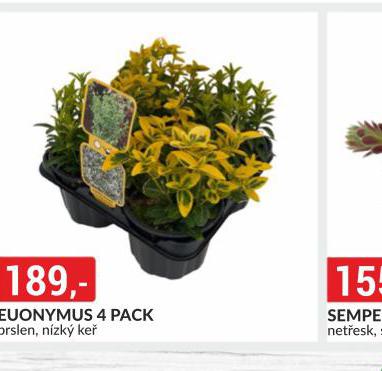 EUONYMUS 4 PACK