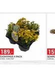 EUONYMUS 4 PACK