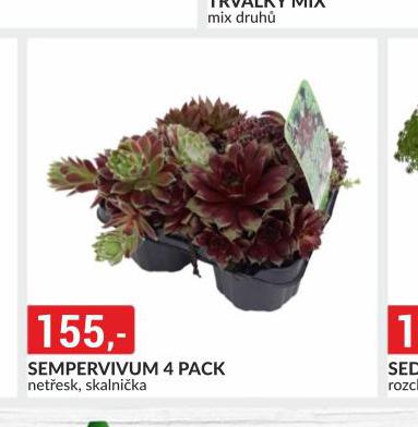 SEMPRAVIVUM 4 PACK