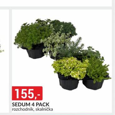 SEDUM 4 PACK