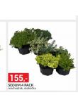 SEDUM 4 PACK