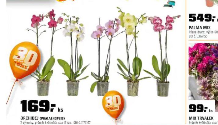 ORCHIDEA - PHALAENOPSIS