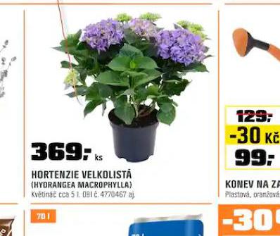 HORTENZIE VELKOLIST