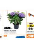 HORTENZIE VELKOLIST