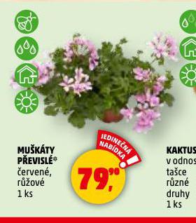 MUKTY PEVISL