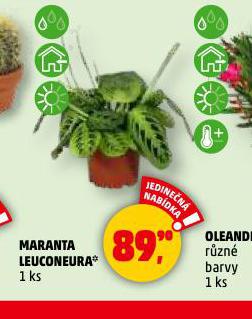 MARANTA LEUCONEURA
