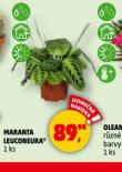 MARANTA LEUCONEURA