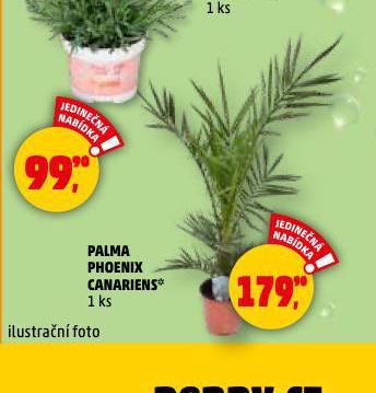 PALMA PHOENIX CANARIENS