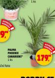 PALMA PHOENIX CANARIENS