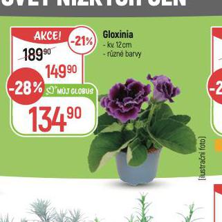 GLOXINIA