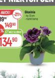 GLOXINIA