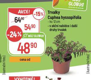 TRVALKY CUPHEA HYSSOPIFOLIA