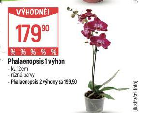 ORCHIDEA - PHALAENOPSIS