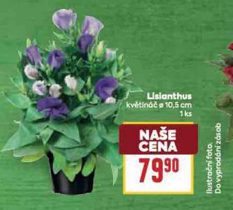 LISLANTHUS