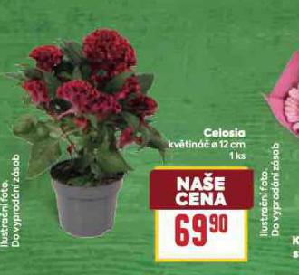 CELOSIA