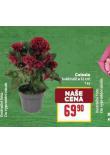 CELOSIA