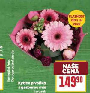 KYTICE PIVOKA S GERBEROU MIX