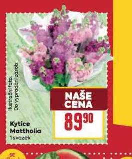 KYTICE MATTHOLIA