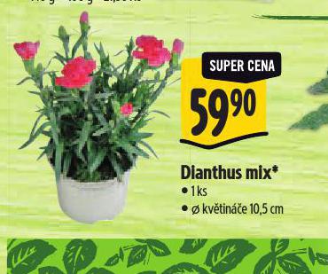 DIANTHUS MIX