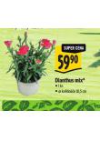 DIANTHUS MIX