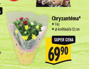 CHRYZANTMA