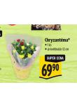 CHRYZANTMA
