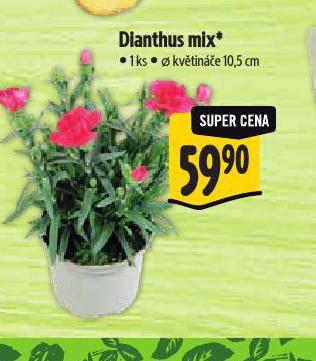 DIANTHUS MIX