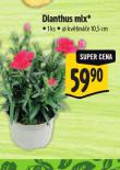 DIANTHUS MIX