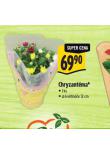 CHRYZANTMA