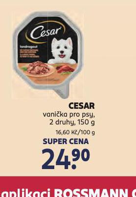 CESAR VANIKA PRO PSY