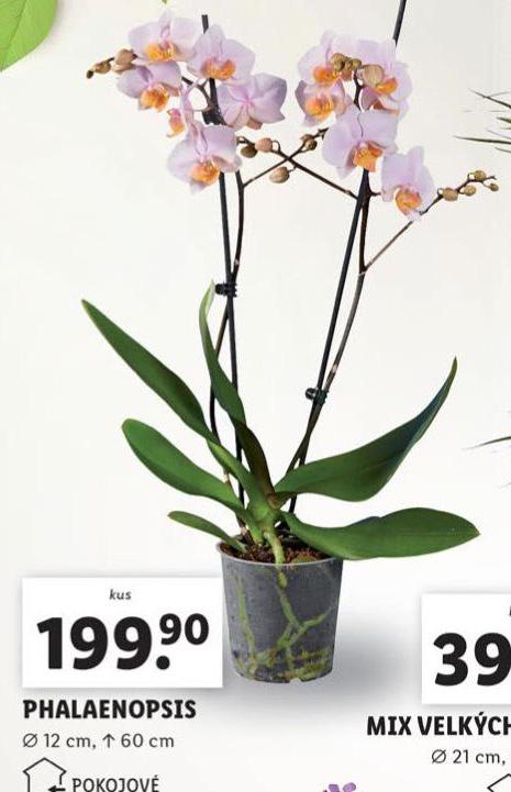 ORCHIDEA - PHALAENOPSIS