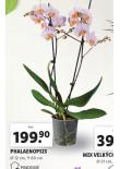 ORCHIDEA - PHALAENOPSIS