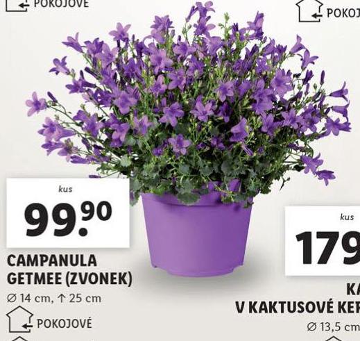 CAMPANULA ZVONEK