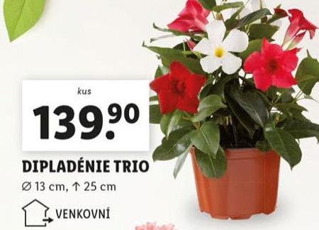 DIPLADNIE TRIO