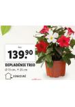 DIPLADNIE TRIO
