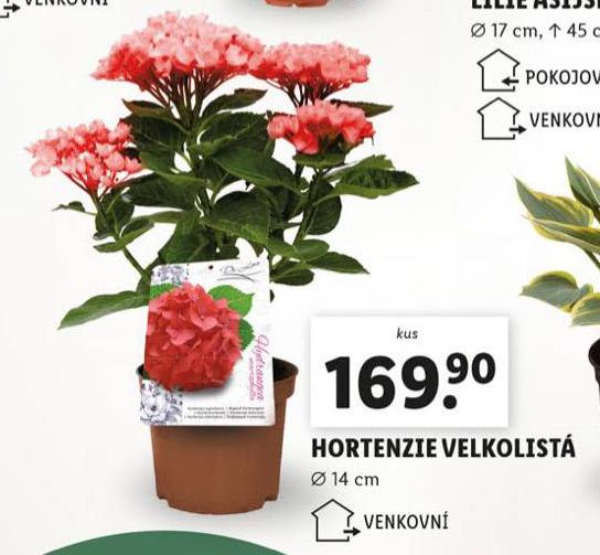 HORTENZIE VELKOLIST