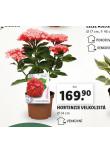 HORTENZIE VELKOLIST