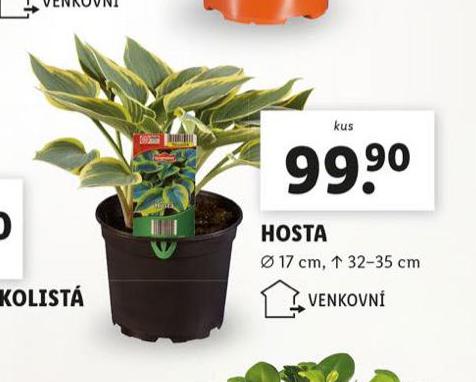 HOSTA