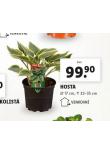 HOSTA