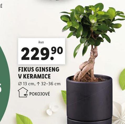 FIKUS GINSENG V KERAMICE