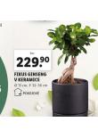 FIKUS GINSENG V KERAMICE