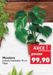 MONSTERA