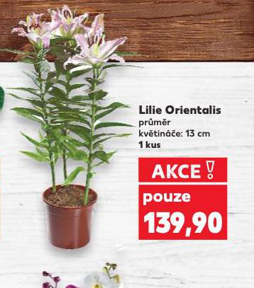 LILIE ORIENTALIS