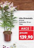 LILIE ORIENTALIS