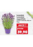 LEVANDULE