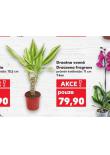 DRACENA VPONNÁ