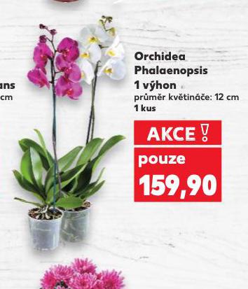 ORCHIDEA - PHALAENOPSIS